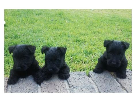 This breed stands a mere 10 inches at the shoulder and can weigh an average of 19 the scottish terrier is a good watchdog and is a very playful and active pet. Black Scottish Terrier Pups for sale Durbanville - PUPPIES ...