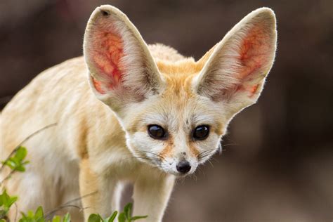 50 Unbelievable Facts About Fennec Foxes Ultimate Guide 2024