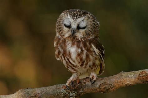 Cute Baby Owl By Alex Thomson