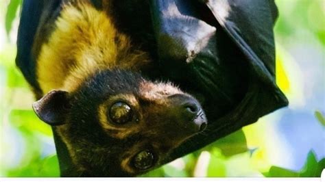 Petition · Stop Forced Eviction Of Critically Endangered Spectacled