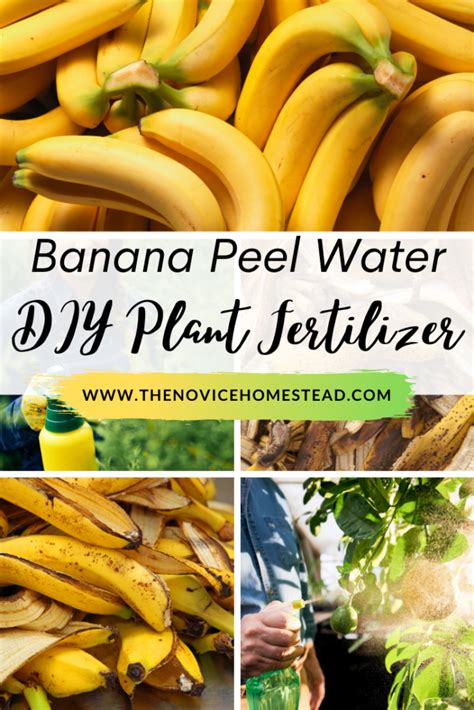 Top 10 Banana Peel Water For Tomato Plants