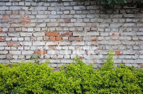 Brick Wall With Green Plants In Stock Photos