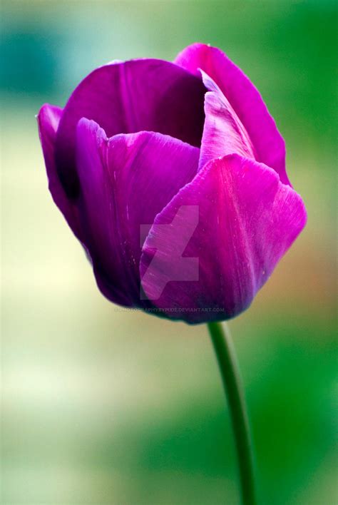 Purple Tulip By Photographybypixie On Deviantart