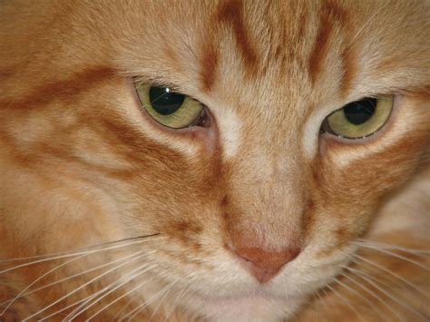 The orange tabby cat is known for its striking fur that comes in a huge variety of orange shades. Orange Cat | beautiful orange tabby Maine Coon | Alana ...