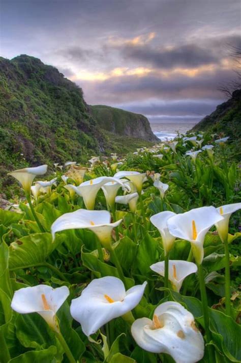 Callus Irish Lily Jardinagem E Paisagismo Paisagem Flores Natureza