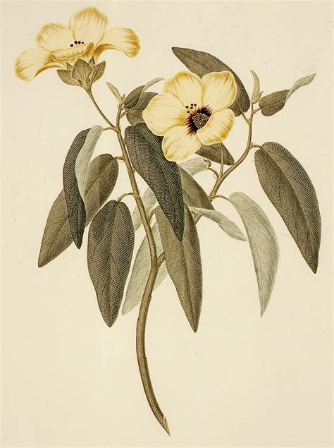 Hibiscus is a genus of flowering plants in the mallow family, malvaceae. Hibiscus Normanii By Joseph Banks - Printmaking - Cairns ...