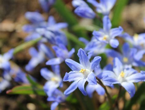 Celebrate spring in canada with a canadian tourist visa and explore all that this beautiful country has to offer. Early Blooming Bulbs for the First Flowers of Spring ...