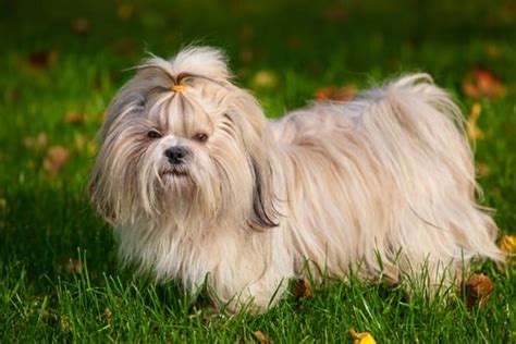 20 Worlds Most Friendly Dog Breeds Based On Genetic Personality Traits