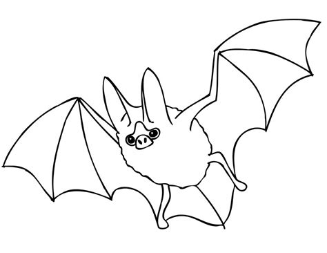 Bat Coloring Page For Kids Image Animal Place
