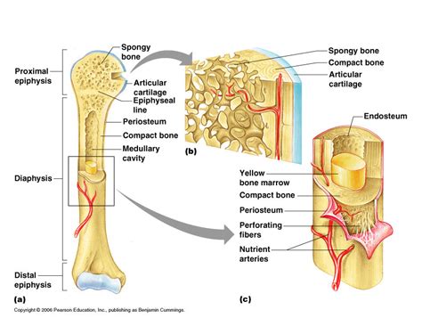 3 compact bone anatomy compact bone is organized into cylinders called. Long Bone Labeling : Label a Long Bone