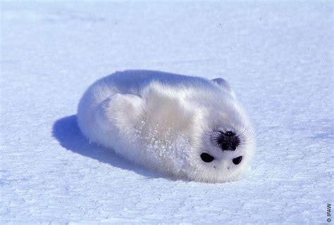 Baby Foca Cute Animals Baby Seal Cute Seals