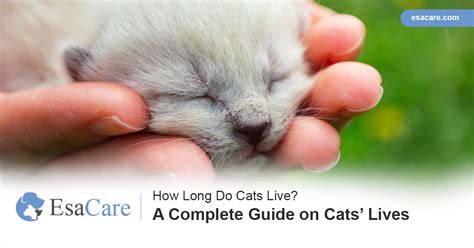 How Long Do Cats Live A Complete Guide On Cats Lives Esa Care