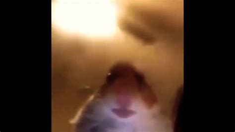 Hamster Webcam Memes Youtube