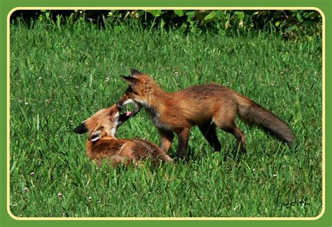 Sibling Fun Two Red Fox Kits Having An Early Morning Romp Flickr