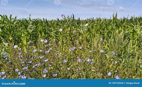 Blue Flowers Grown On A Corn Field Stock Photo Image Of Garden Grass