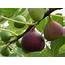 Mixed Edible Fig Variety 3 Pack – Green Vision Gardens