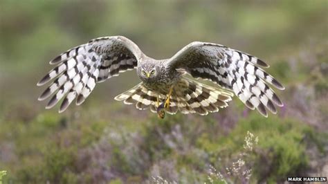 Rspb Launches Cross Border Hen Harrier Protection Project Bbc News