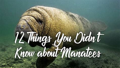 12 Things You Didnt Know About Manatees Captain Mikes Swimming With