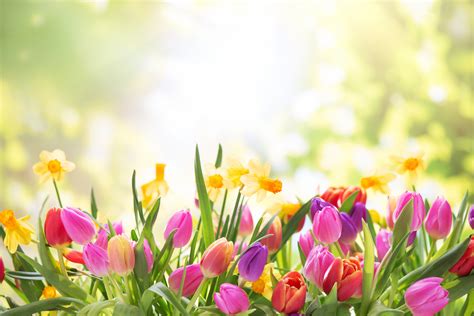Spring In Full Bloom In At Chilliwack Tulip Festival News 1130