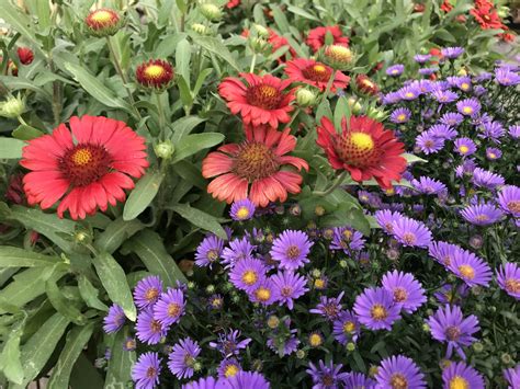 10 Superstar Perennials Of Late Summer The Plant Foundry