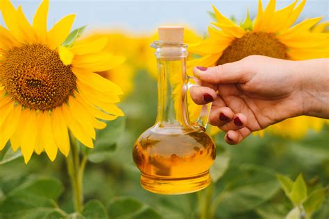 We did not find results for: Is Sunflower Oil Bad for You? The Benefits of Sunflower ...