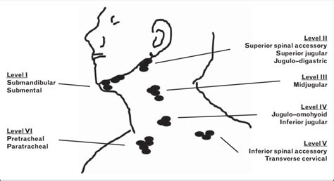 In nhl, the pattern of involvement is more haphazard than in hl (see. Schematic illustration of levels of cervical lymph nodes ...
