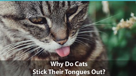 Why Do Cats Stick Their Tongues Out 6 Surprising Cat