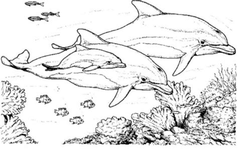 Coloriage Famille De Dauphins Dans La Mer Dessin Gratuit à Imprimer