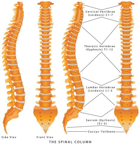 Spinal Cord Trauma Harvard Health