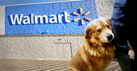 Are Dogs Allowed In Walmart Know The Stores Pet Policy