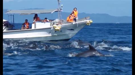 Dolphins Enjoy Swimming With Boats Youtube