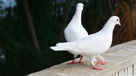 Cute White Pigeon Hd Wallpapers