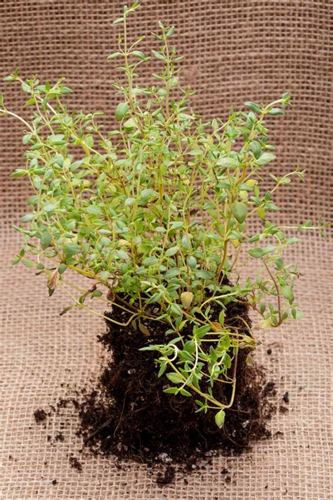 How To Grow And Care For Common Thyme Gardeners Path