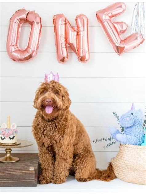 5 Essentials For An Instagram Worthy Dog Birthday Dog Birthday Cakes
