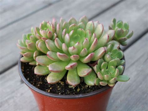 Graptoveria Bashful Types Of Succulents Plants Cacti And