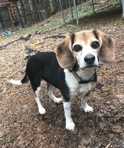 Haz clic ahora para jugar a puppy rescue. Lily Beagle Senior - Adoption, Rescue for Sale in ...