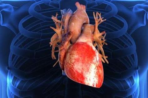 Mengulas Anatomi Jantung Dan Memahami Bagian Jantung Beserta Fungsinya