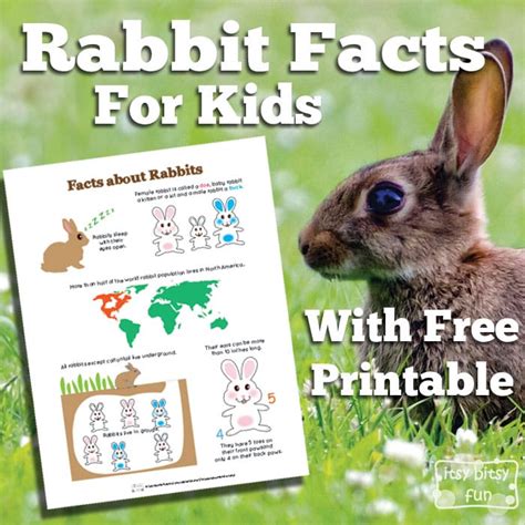 In fact, cats and kittens are among the most favorite pets in the world. Rabbit Facts for Kids - Itsy Bitsy Fun