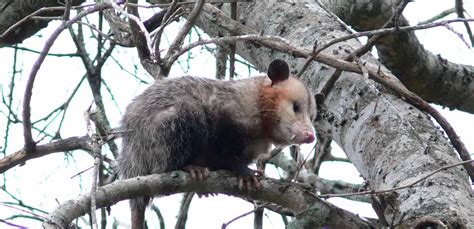 Abc humane wildlife rescue control & prevention. Opossum Removal - SIA Wildlife Control Inc.