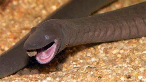 Penis Snakes Or Caecilians Native To Colombia And Venezuela Discovered In South Florida See