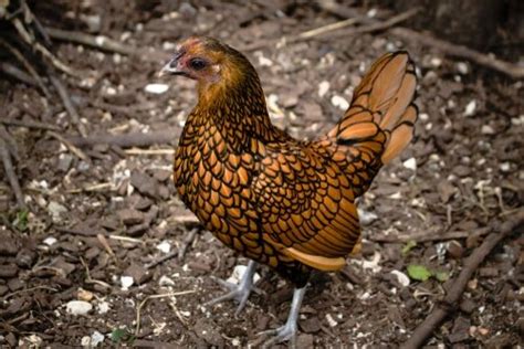 sebright chicken hatcheries and breeders — the featherbrain