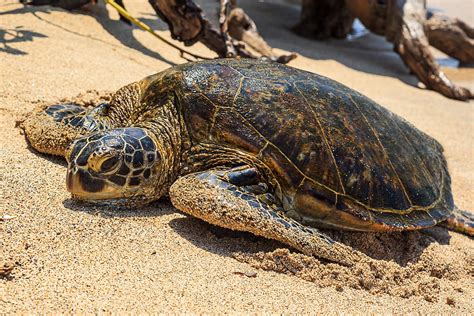 Honu Hawaiian Green Sea Turtle On The Beach In Hawaii Photograph By Nature Photographer