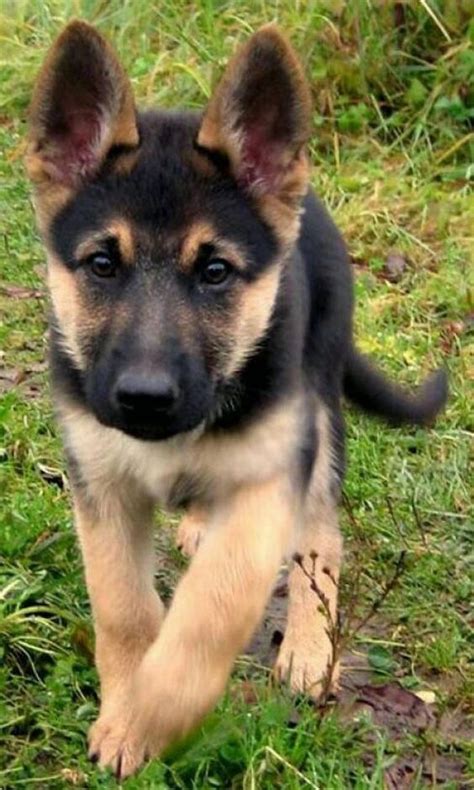 30 Male Cool German Shepherd Dog Names Pupstoday