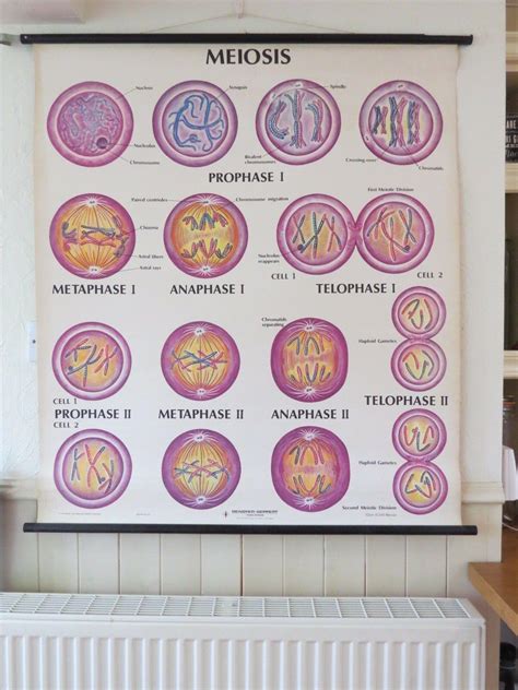Vintage Roll Pull Down School Wall Chart Meiosis Cell Division Genetics