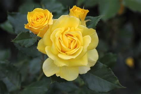 Foto Bunga Mawar Kuning Terbaru