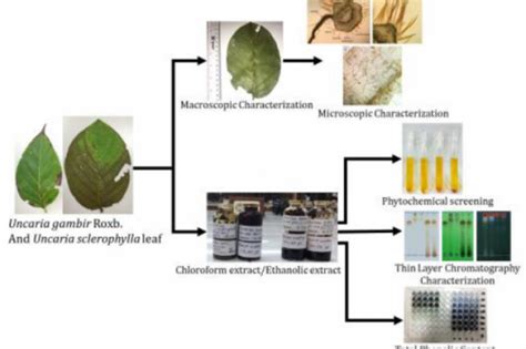 Flavonoids and the phytochemical screening of aqueous leaf extract of o. Microscopic Characters, Phytochemical Screening Focus on ...