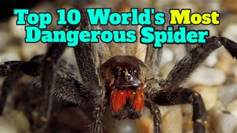 Top 10 Worlds Most Dangerous Spiders Youtube