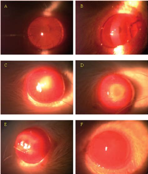 Clinical Progression Of Keratomycosis In Rats Corneas Of Wistar Rats