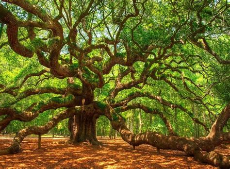 10 Of The Most Amazing Trees In The World Best Of Our