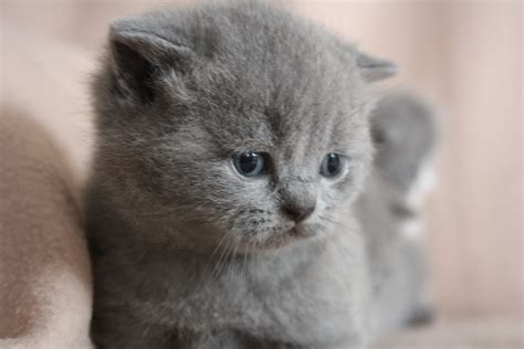 Cute Kitten British Shorthair Kittens Cutest Cute Cats And Kittens